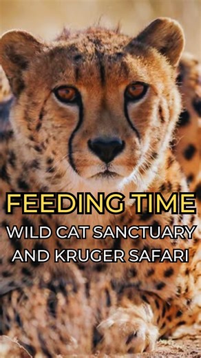 Mornings at The Wild Cat Sanctuary in South Africa begin with...