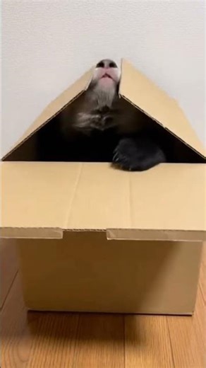 Baby Panda vs Cardboard Box 🐼📦