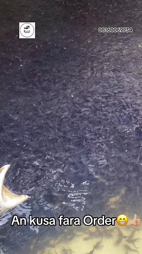 Setting Up a Small Fish Farm: Step-by-Step Guide