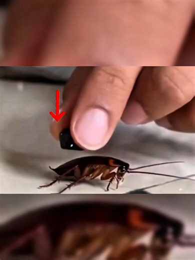 Exploring Cockroach Behavior with Tiny Cameras