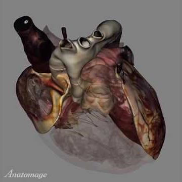 3D Heart Anatomy