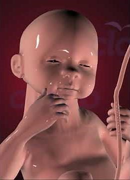 Baby hearing sound first time inside the womb.