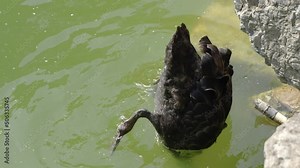 Black swan dives and swims for food