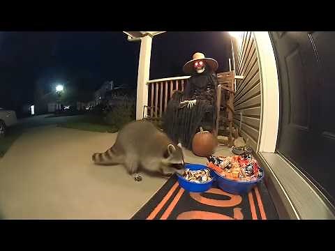 Animals Caught Stealing Halloween Candy 🎃 | Funny Spooky Caught-on-Camera Moments
