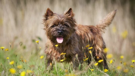 Cairn Terrier: A Comprehensive Guide to This Cheerful Breed