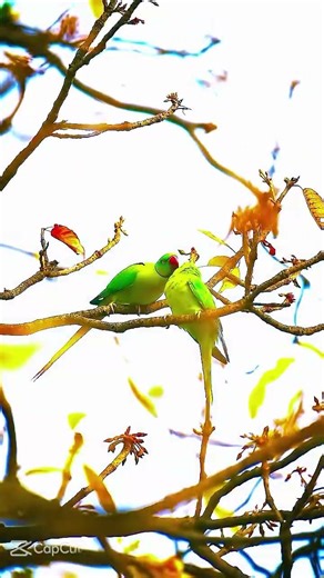 Real Bird Love Story 🐦❤️ | True Love in Nature | Emotional Viral Video
