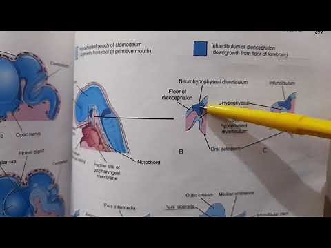 Development of forebrain and pituitary gland | Brain Development Part 4
