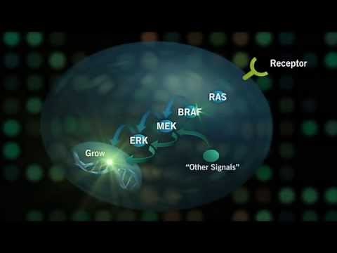 The RAS-RAF Pathway: New Cancer Research
