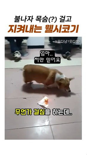 우리집 영웅 웰시코기 #재미있는동물 #웰시 코기