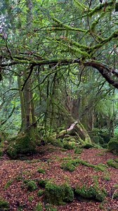“Such is the virtue of the land of Rivendell that soon all fear and anxiety was lifted from their minds.” ~ J.R.R. Tolkien, The Fellowship of the RingVideo © Tea & Morphine / Location; Puzzlewood, Coleford. #gardenofghosts #TeaandMorphine #puzzlewood #middleearth #lordoftherings #forestofdean #Rivendell | Tea & Morphia