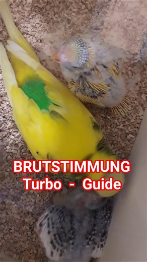 Brutstimmung bei Wellensittichen Turbo Guide! #shorts
