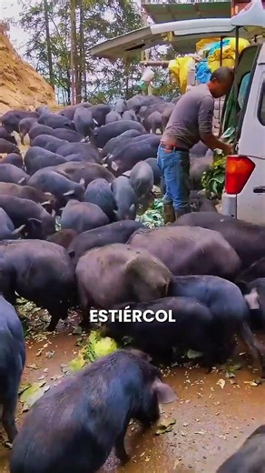 Why raise pigs on the edge of the desert?
