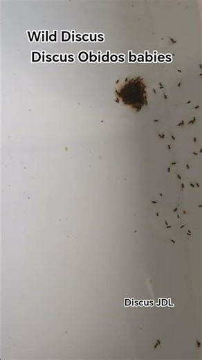 First spawning of wild Discus Obidos