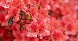 Azaleen pflegen: Tipps für eine farbenfrohe Blütenpracht