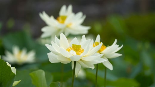 Lotus, Flower, Nature. Free Stock Video