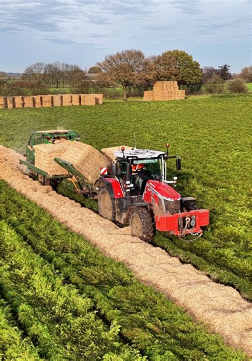 Massey Ferguson tractor with the Jones Engineering straw coverer working in field of carrots with Huntapac #masseyferguson #straw #carrots #farmtok