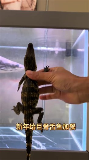 Arapaima: The Ultimate Predator Fish for Aquariums