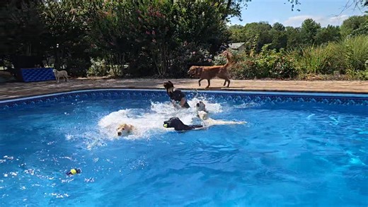 1.9K views · 53 reactions | Nuggle, Nash, Sven, Daisy, Bailey, Murphy and Matilda | Country Club Kennels and Training | Facebook