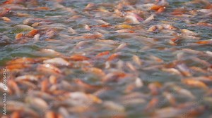 A large group of fish are swimming in a body of water. The fish are of various sizes and colors, and they are all swimming together in the same direction. The scene is peaceful and serene
