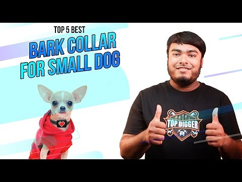 5 Best Collars for Small Dogs [Review & Buying Guide] - Small Dog Bark Collar [2023]