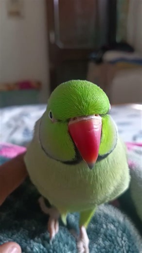 Talking Parrot Mithu Say Mummy Mummy ❤️❤️❤️❤️❤️❤️❤️❤️❤️❤️❤️