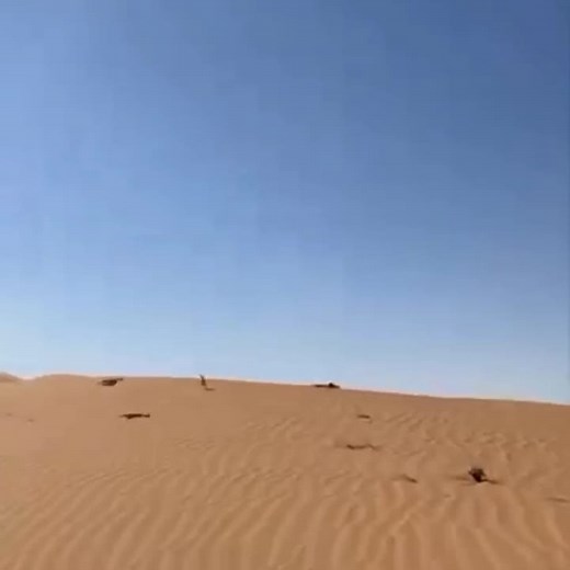 Hawk Flying Over Desert Sand Dunes