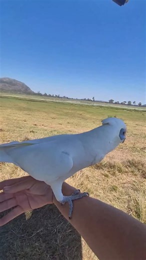 Eddie's Flight Club on Instagram: "You’re right to worry about raptors when you see parrots free flying. That concern usually comes from care — and I respect that. I’ve been free flying parrots for many years. In that time, I’ve never lost a bird to a raptor. Not once. Not even close. Free flight should only be done with proper training, experience, and a deep understanding of avian behaviour and ecology. It is not something to attempt casually. From a biological and behavioural standpoint, rapt