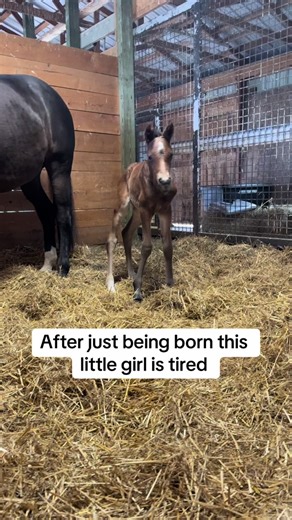 Adorable Foal's First Attempt at Laying Down - Funny Baby Horse Video