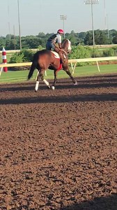 26K views · 522 reactions | Ted Abrams and Nancy Abrams 2016/2017 AQHA World Champion Jessies First Down and jockey Jose Alvarez on the track this morning. Final preparation for the Jimmy Padgett trainee before Saturday’s June 2nd G1 $250,000 Remington Park QH Championship. | Lackattack's All About Horse Racing | Facebook