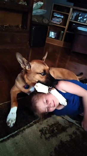 💥🐾 Meet Ruby – our very own Super Pup in Training! 🐾💥 This 8-month-old Malinois mix has all the makings of a true hero: she’s smart (off-the-charts intelligent), brave, loyal, and oh-so-loving. At the perfect medium size, Ruby adores kids, gets along wonderfully with other dogs, and has the quirkiest favorite treat ever… ice cubes! 🧊 (Seriously, they’re her kryptonite.) When she’s not practicing her superhero moves, Ruby enjoys watching her all-time favorite show Lassie (yes, she has excell