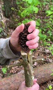 Ingenious Camping Survival Hacks | Green Bean