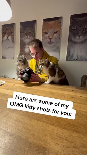 Some Drama kitty shots 🙀📸 which one is your fav? #furryfritz #catographer #cats #catphotography #funnycats #omgcats