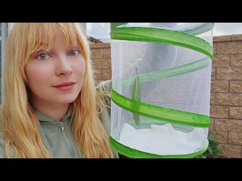 🤧Sick Day & Hyperfixations🐛 | Vlog #448
