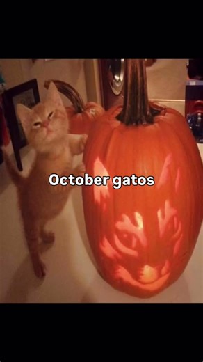 55K views · 415 reactions | OCTOBER IS HERE | Soft Cat Memes | Facebook
