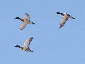 Bird migration is changing as average temperatures rise. So what does that mean for our bird species? More: www.cbc.ca/1.6796477 | CBC Edmonton | Facebook
