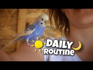 Establish a Daily Routine for Your Beloved Pet Bird