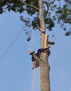 20K views · 95 reactions | A professional skill man with climbing and cutting a tall tree stand on garden farm | johnnyringer | Facebook
