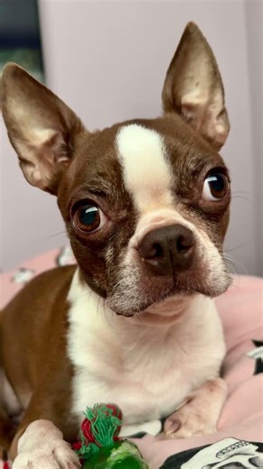 Avicii the nights #dogs