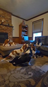 Have a howling good day! (Wait for Simon's solo!) #carldaphnepups #bassethoundmoments #howlingdog #bassethoundsofinstagram #bassethound #bassetlife #basset #howling #howlingbasset | Carl and Ellie's Basset Hound Adventures