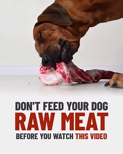 60 reactions · 19 shares | 數 Do you know the healthiest meat for dogs? Chances are it's NOT in your dog's food! Which means your dog may be missing out on amazing benefits, like strong muscles, shiny coats, healthy teeth & gums, and a supported immune system. But helping make sure your dog is getting all the vitamins they need can be EASY. Try Nutra Complete now  lnk.to/NCDogFood | Ultimate Pet Nutrition | Facebook