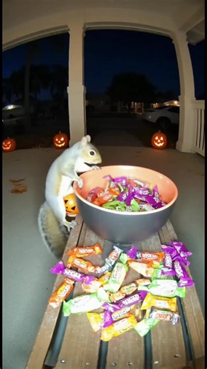 Tiny Squirrel Trick-or-Treats Like a Pro 🐿🍬 | Cutest Halloween Moment Ever You won’t believe this! A little squirrel shows up for Halloween — with its own tiny bucket 😭🎃 Watch as it carefully grabs a few candies from the porch, packs them up, and runs off like a polite guest. Captured on a hidden camera — the purest Halloween “trick or treat” ever! #Halloween #Squirrel #CuteAnimals #TrickOrTreat #Wholesome #fblifestyle #AI . . . (For entertainment purposes only. Consult professionals if guid