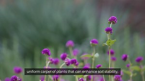 Seed Starting for Ground Covers