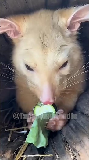 The Possum That Lives Like a Ninja and Sounds Like a Siren