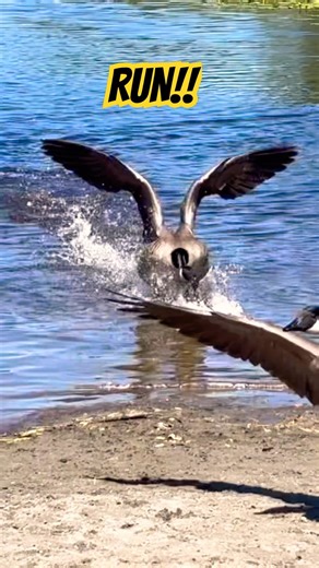 Angry Goose Chases Me!! 😱