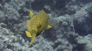 Actinopterygii Puffer Boxfish Fish White Red Stock Footage Video (100% Royalty-free) 1091233687 | Shutterstock