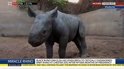 61K views · 978 reactions | Zookeepers at Chester Zoo are celebrating the birth of a critically endangered baby rhino 憐 The female calf, whos is yet to be named, was safely delivered by new mum Ema Elsa following a 15-month-long pregnancy. Collections Director, Mike Jordan told Sky News she was born "with a real attitude" and was quick to start walking around "looking fantastic. Today's top stories: https://trib.al/PjIXFAG | Sky News | Facebook