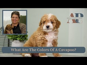 What Are The Colors Of A Cavapoo?