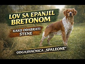 Hunting with the Epagneul Breton – How to Choose a Puppy? – “Spaleone” Kennel