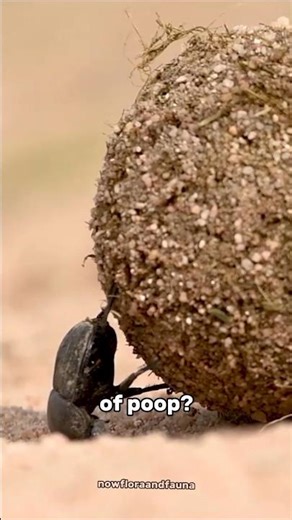 The Strongest Insect on Earth – Dung Beetle #dungbeetle