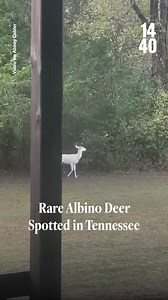 30K views · 498 reactions | A rare “ghost of the forest” deer was spotted in Spring Hill, Tennessee. Take a look at footage captured by neighbors in the area 歷 Join our movement for objective reporting. #linkinbio #GhostoftheForest #AlbinoDeer #Ghost #Tennessee #Join1440 | 1440 | Facebook